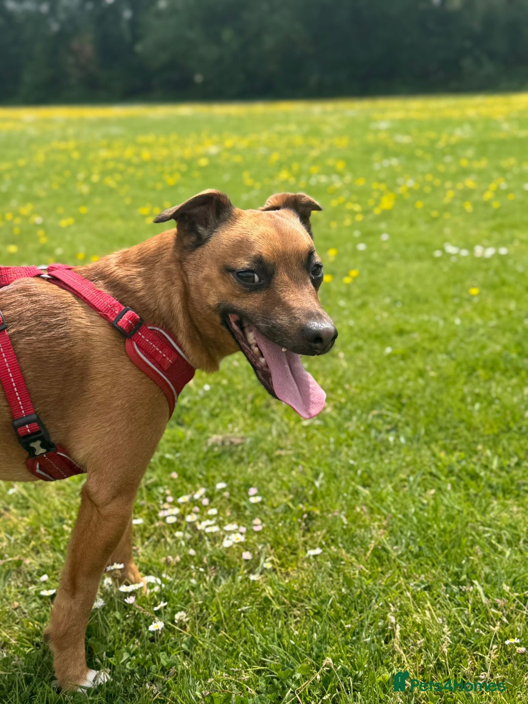 Mixed Breed dogs for sale: Loving jack looking for new home - Image 3