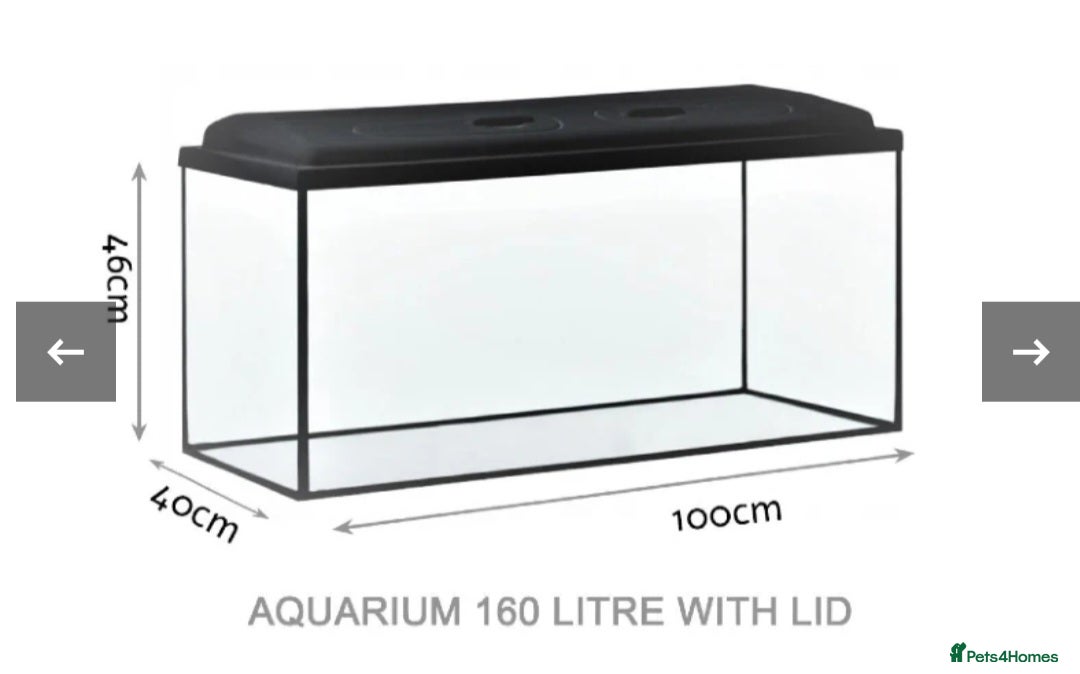 Tetras fish for sale: 160L tank with stand - Image 4