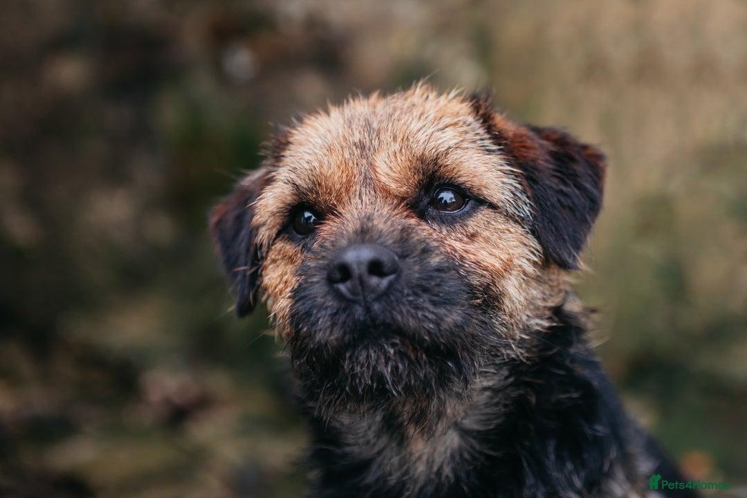 Border Terrier dogs for stud: Border terrier for Stud *SLEM clear* in Northallerton - Image 1