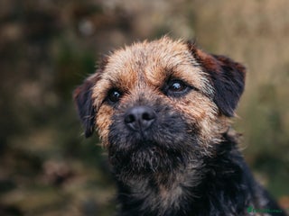 Border Terrier dogs in Northallerton - Advert 5