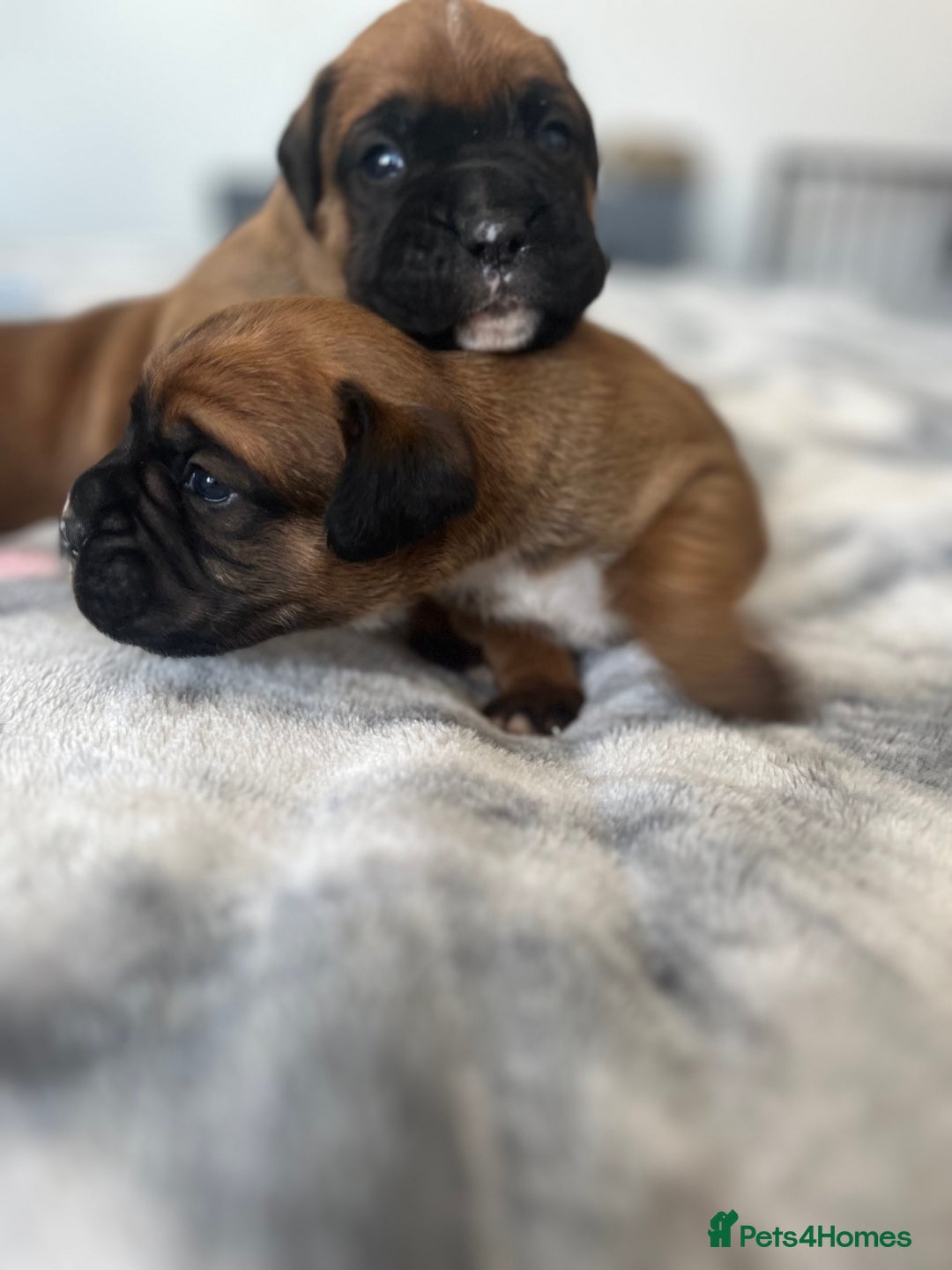 Boxer dogs for sale: Beautiful boxer babies bob/long  - Image 8