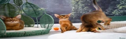 Abyssinian cats for sale: Stunning Wild Ruddy Abyssinian|TICA|Super friendly - Advert 29