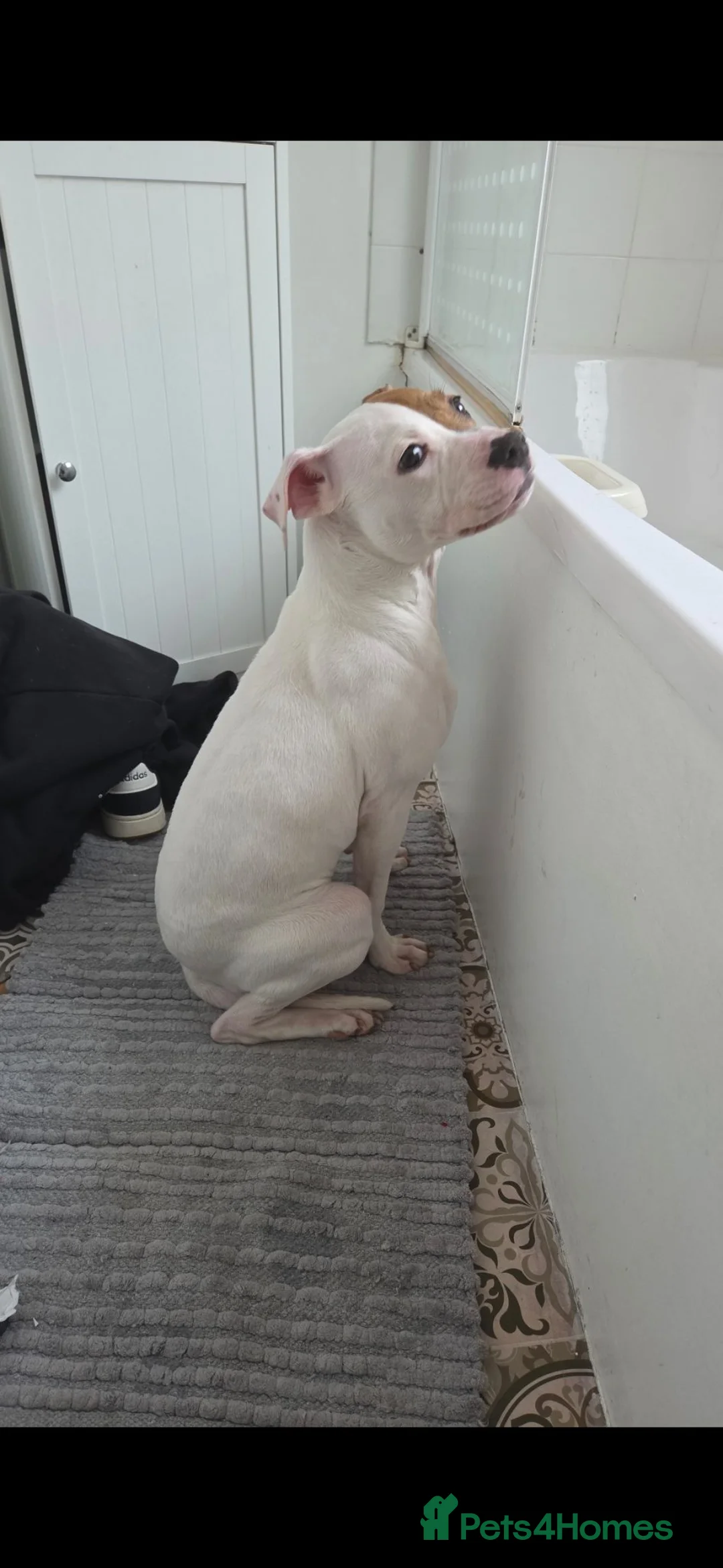American Bulldog dogs for sale: Beautiful 10 month American Bulldog for rehome. - Advert 2