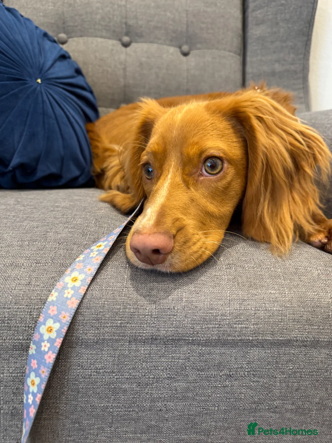 Cocker Spaniel dogs for sale: Sad goodbye  - Advert 2