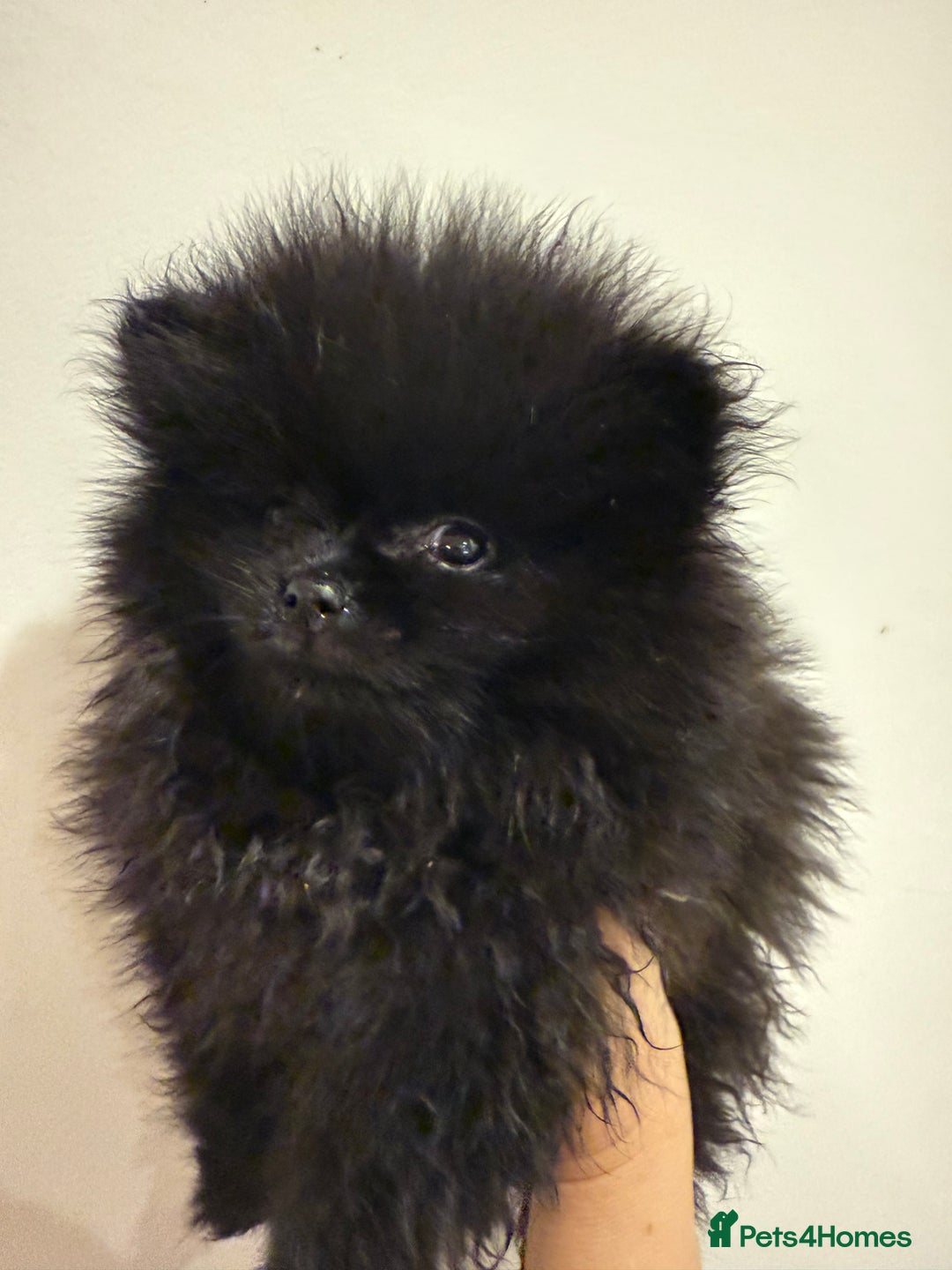 Pomeranian dogs for sale: Kc jet black Pomeranian male Merlin  - Image 8