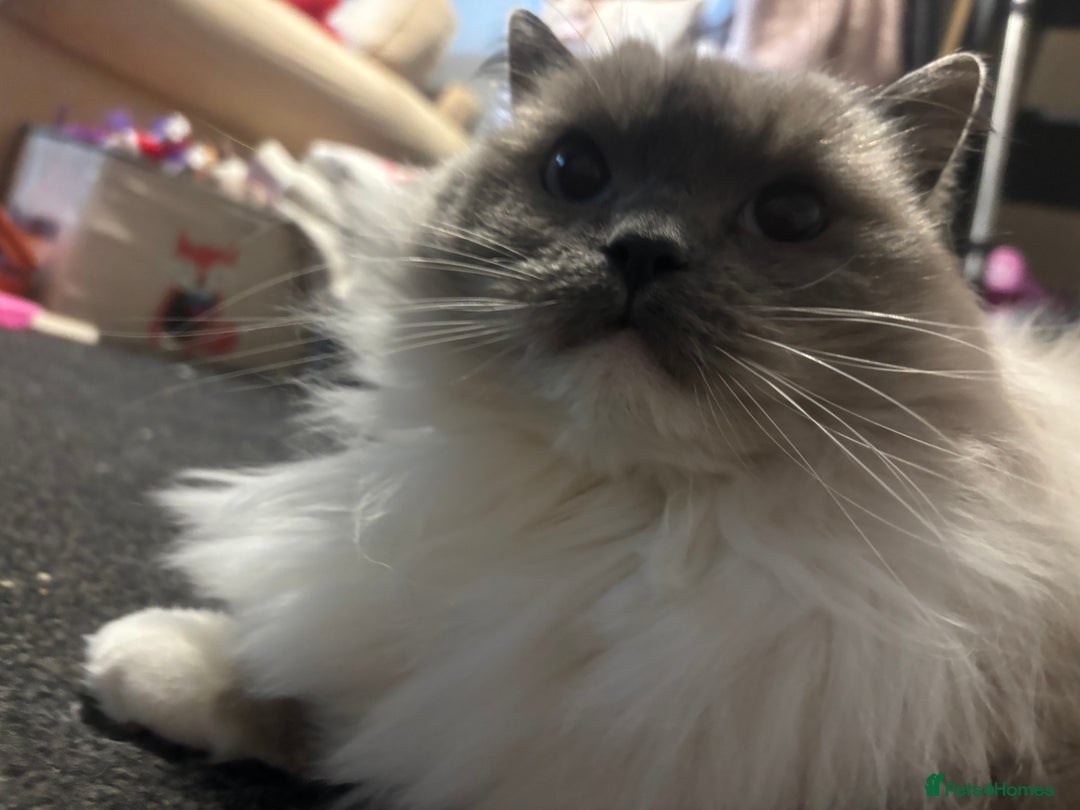 Ragdoll cats for sale: Looking for a good home  - Advert 2