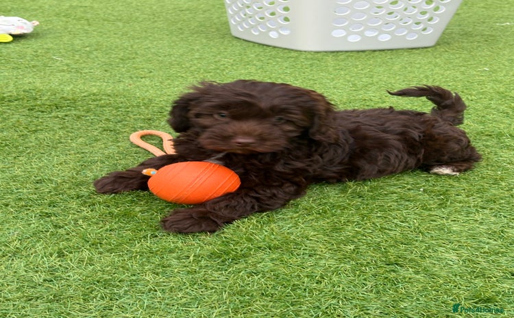 Cockapoo dogs - Advert 10