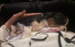 Cavalier King Charles Spaniel dogs for sale: KC REG Trio- Cavalier King Charles  - Image 9