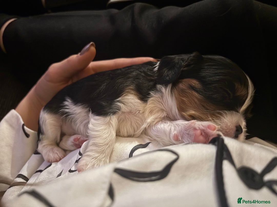 Cavalier King Charles Spaniel dogs for sale: KC REG Trio- Cavalier King Charles  - Image 9