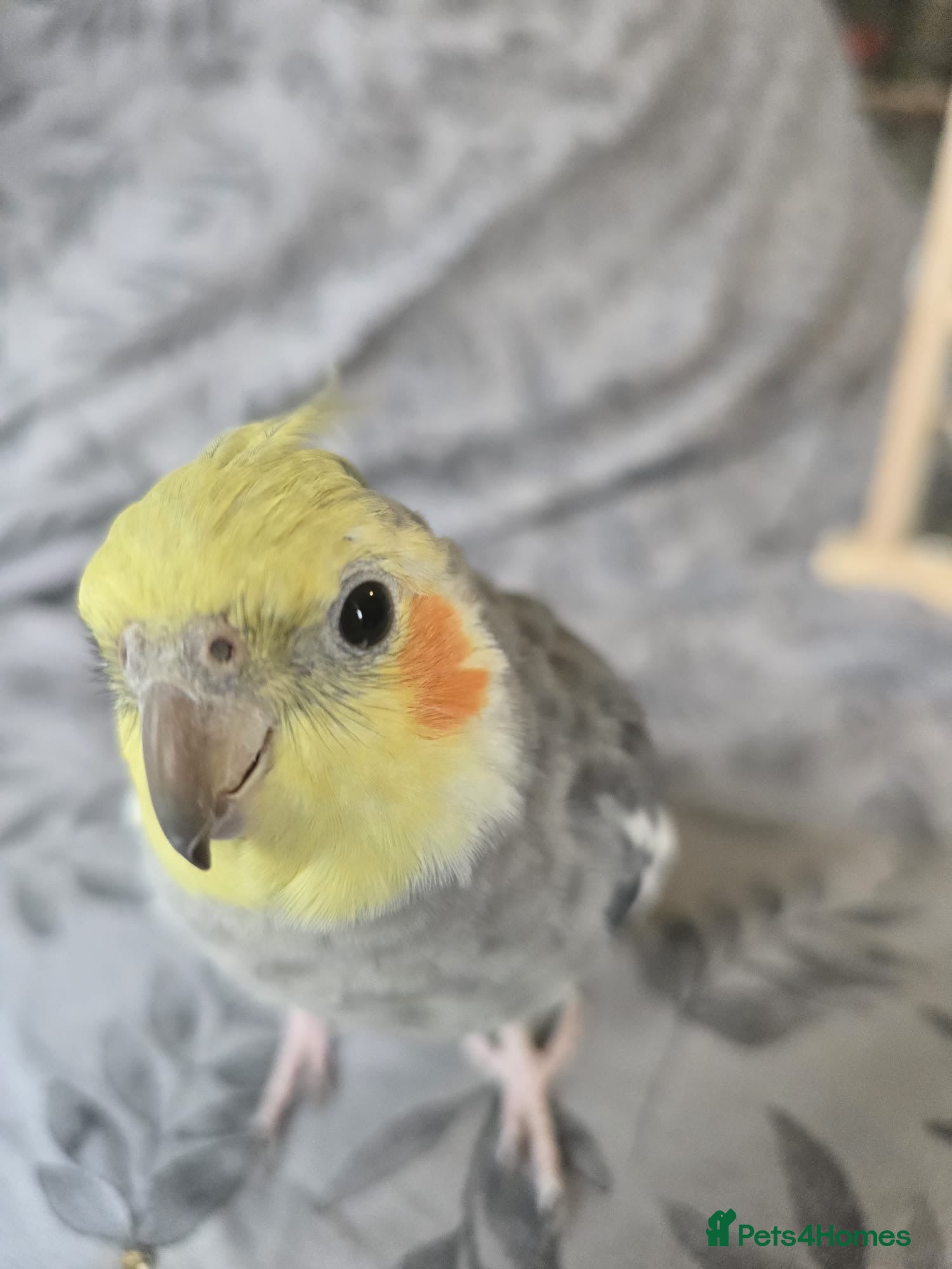 Cockatiels birds Hand tame cockatiel  - Advert 1