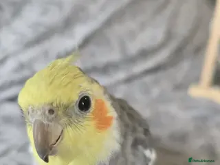 Cockatiels birds Hand tame cockatiel - Advert 5