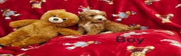 Cockapoo dogs for sale: ⚜️Pure Quality Cockapoos ⚜️ - Advert 6