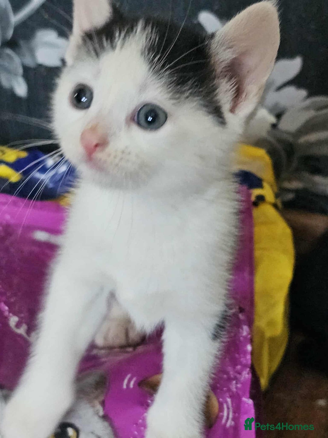 Mixed Breed cats for sale: 6 beautiful boys  - Image 3
