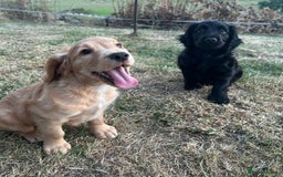 Cocker Spaniel dogs for sale: Male working cocker spaniel puppy kc reg - Image 10