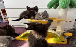 Maine Coon cats for sale: ✨7 Pure Bred Maine Coon Kittens✨ - Image 4