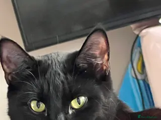 Mixed Breed cats Her name is MYTZY in Wembley - Advert 1