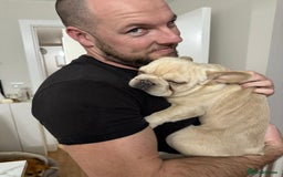 French Bulldog dogs for stud: 🔥🔥 BIG BEN 🔥🔥 - Image 5