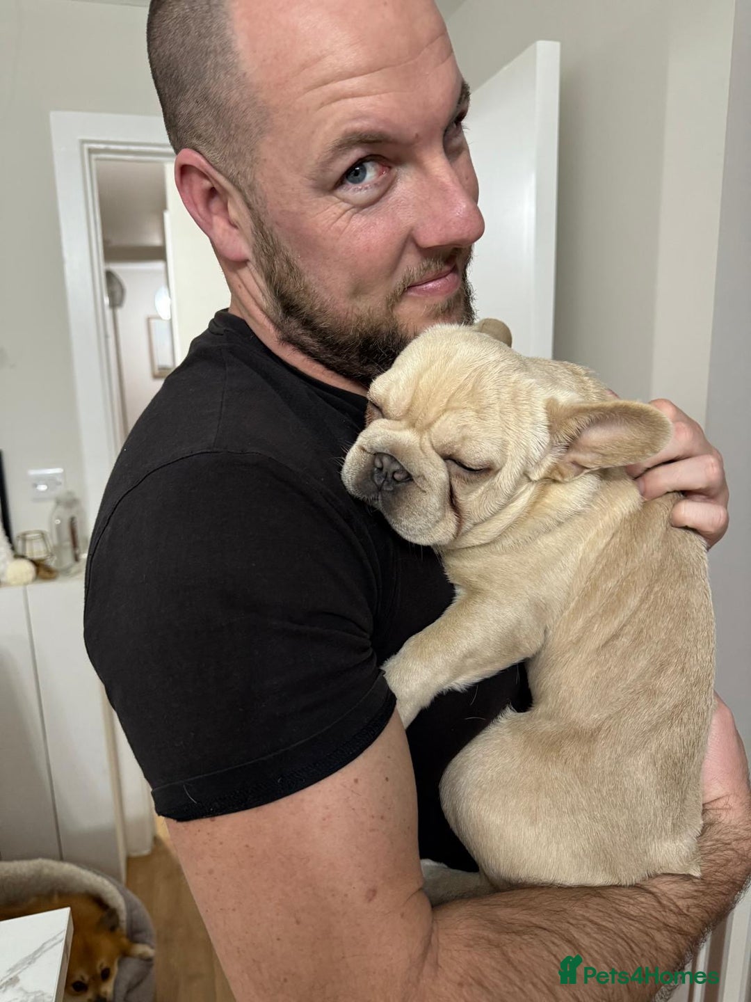 French Bulldog dogs for stud: 🔥🔥 BIG BEN 🔥🔥 - Image 5