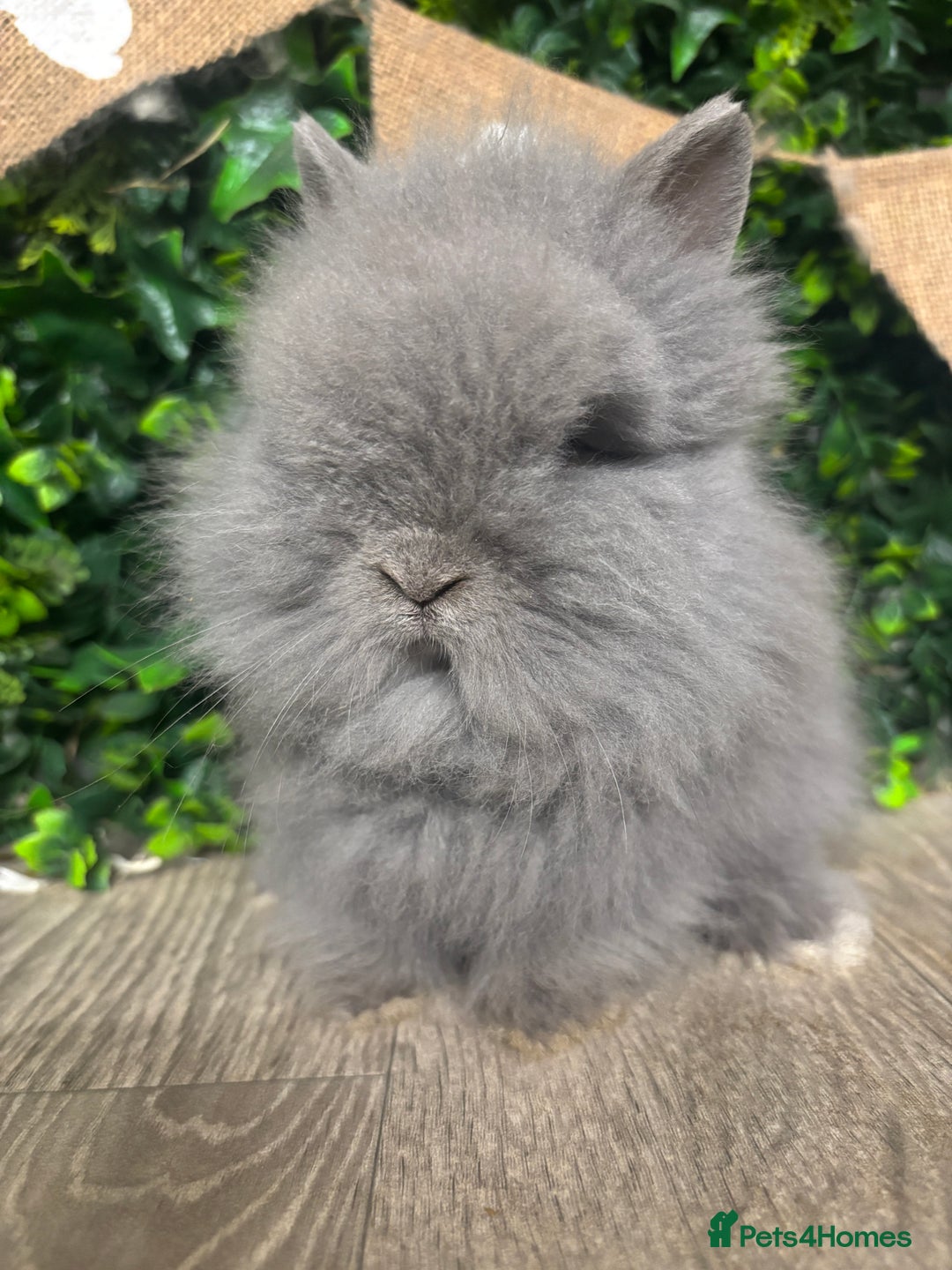 Lionhead rabbits for sale: BEAUTIFUL FRIENDLY BABY LIONHEAD BUNNIES  - Advert 24