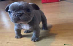 French Bulldog dogs for sale:  frenchies puppies  - Image 20