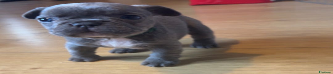 French Bulldog Puppy 5