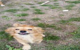 Mixed Breed dogs for adoption: MARA - a Beautiful Little Girl, for a Loving Home - Image 3