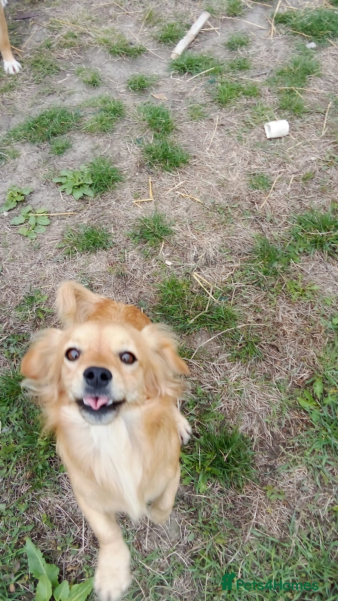 Mixed Breed dogs for adoption: MARA - a Beautiful Little Girl, for a Loving Home - Image 3