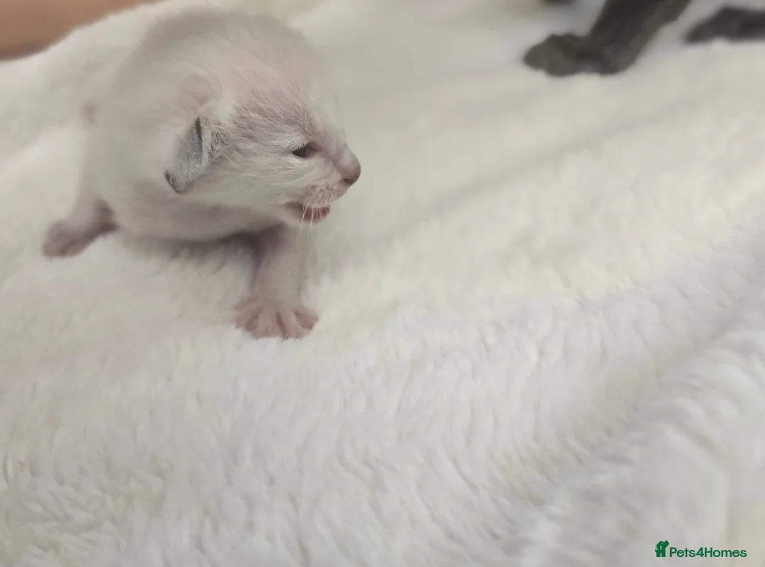 Siamese cats for sale: 🐾 Sweet siamese little boy 🐾  - Advert 2