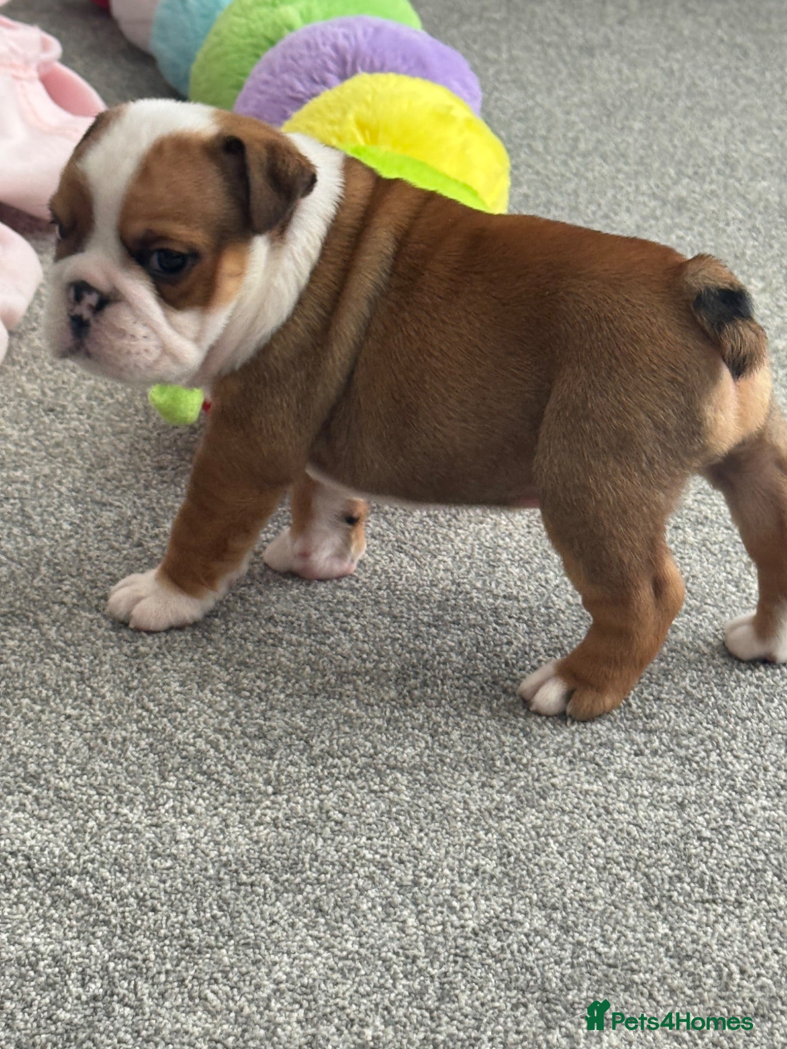 English Bulldog dogs Red/White KC Reg Female English Bulldog Puppy - Advert 3