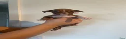 American Bully dogs for sale: Standard American bully  - Advert 38