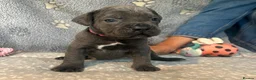 Cane Corso dogs for sale: Beautiful Blue Cane Corso Puppies  - Advert 4