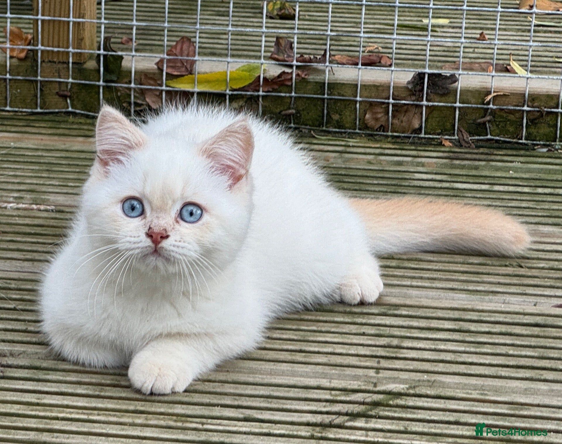 British Shorthair cats Very friendly GCCF reg colourpointed BSH boys - Advert 2