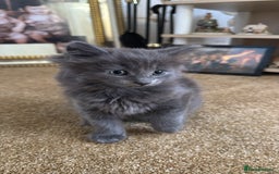 British Shorthair cats for sale: Beautiful kittens for sale - Image 1