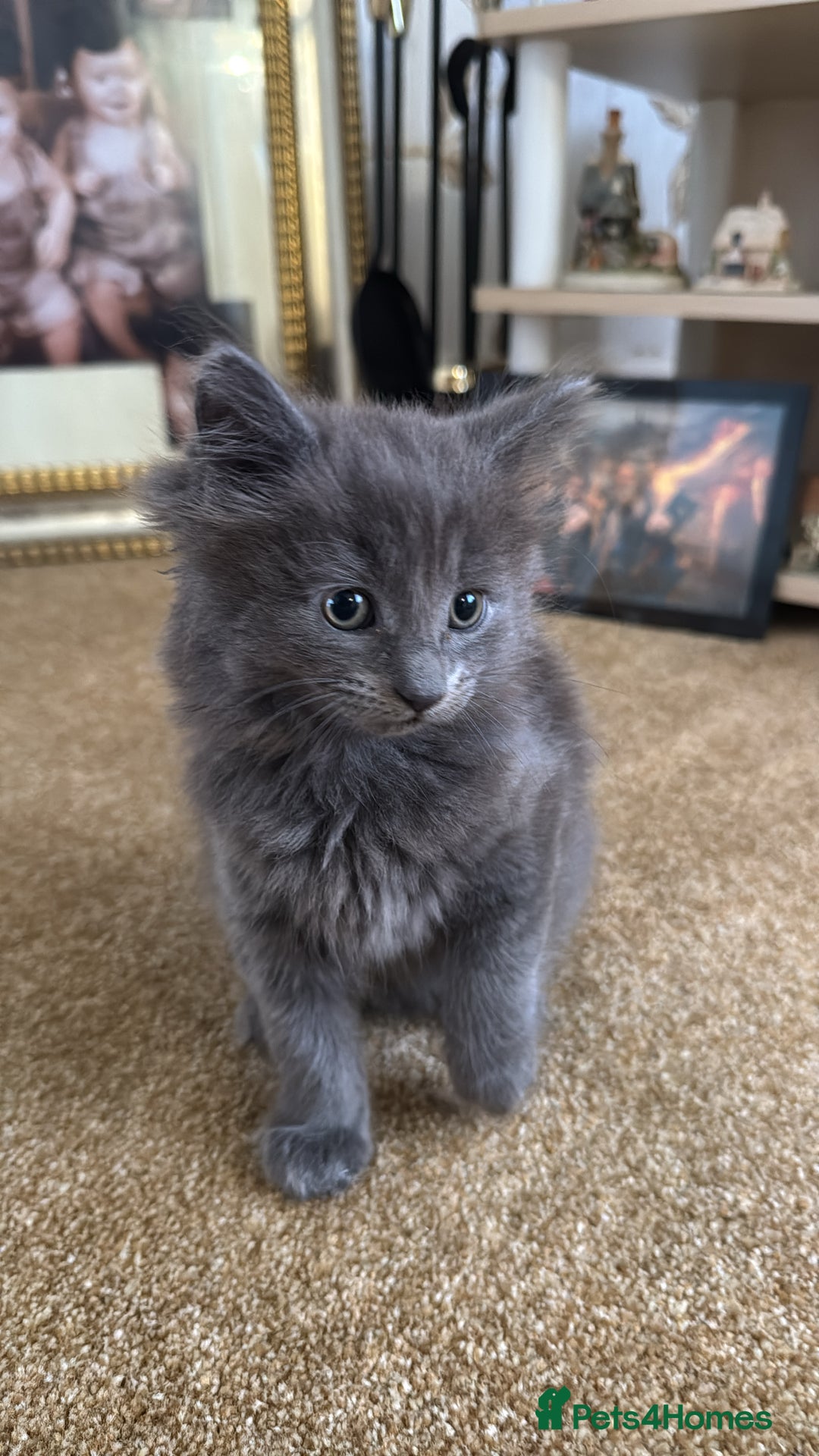British Shorthair cats for sale: Beautiful kittens for sale - Image 1