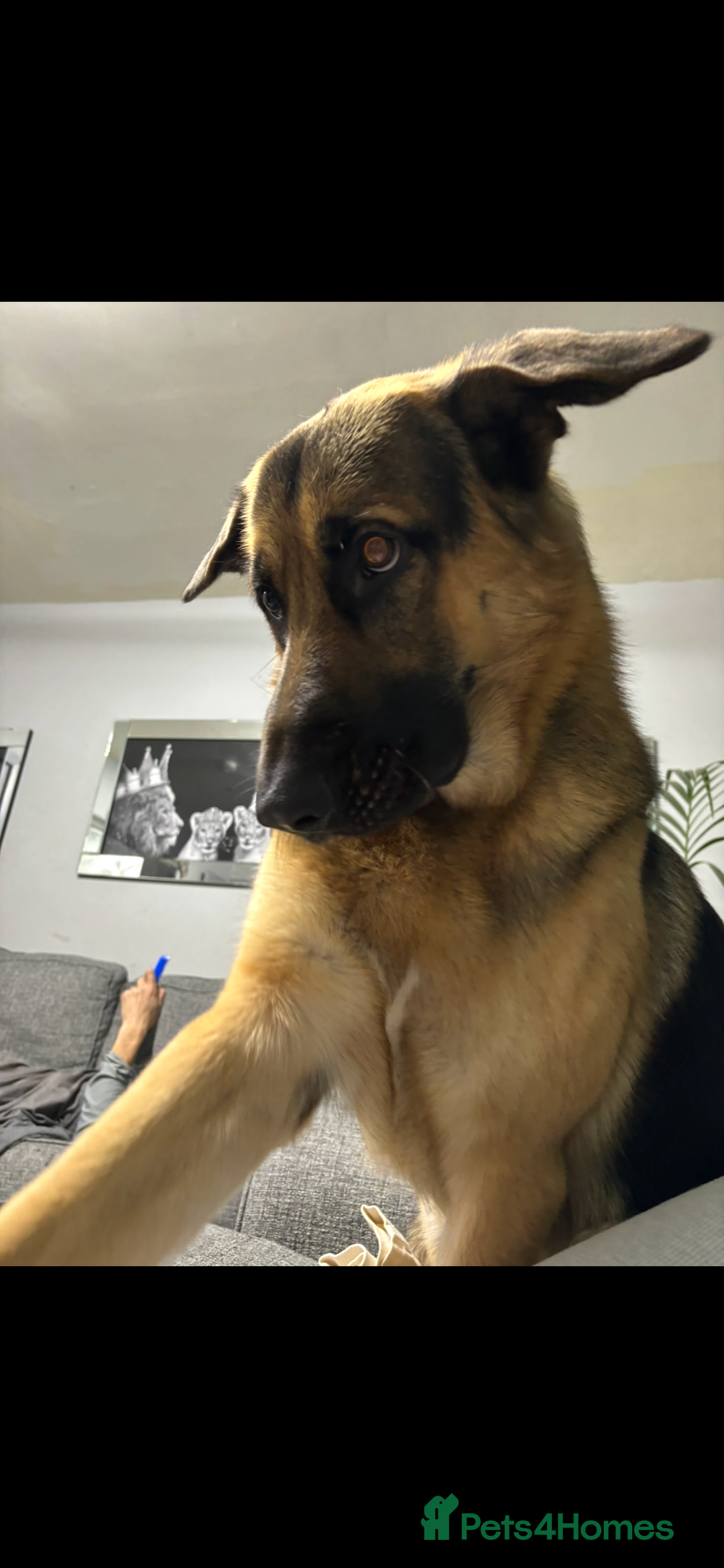 German Shepherd dogs for sale: 2 year old male German shepherd  - Advert 12