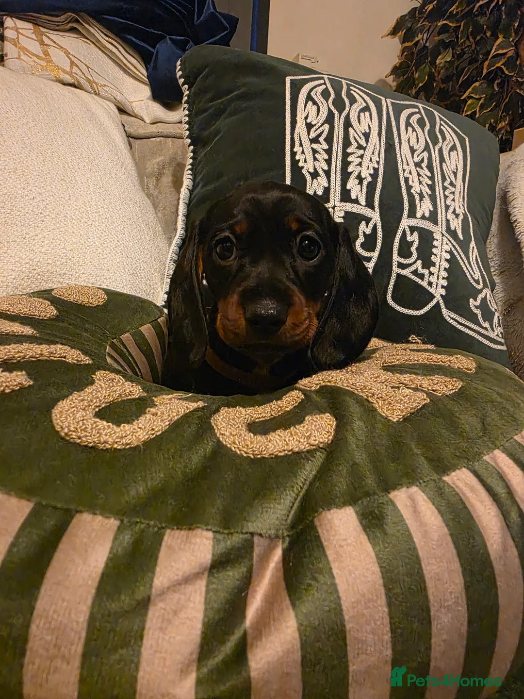 Miniature Dachshund dogs for sale: Kc registered minature Dachshunds - Advert 1