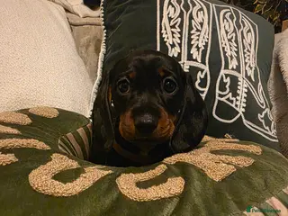 Miniature Dachshund dogs Kc registered minature Dachshunds - Advert 9