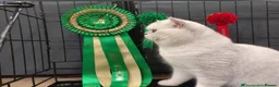 British Shorthair cats for sale: Male British Shorthair Kitten  - Advert 6