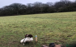 Sprocker dogs for sale: Male Chocolate Sprocker  - Image 6