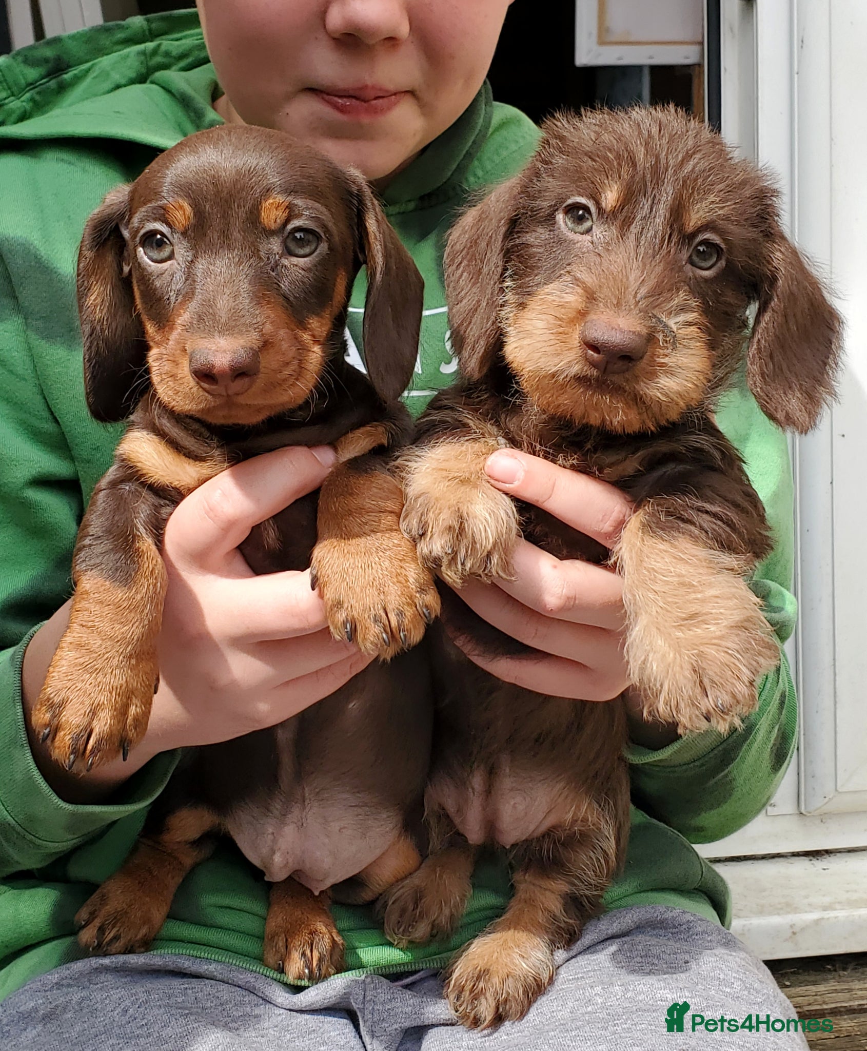 Miniature Dachshund dogs KC reg Miniature Wirehaired Dachshund  - Advert 8