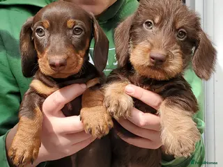 Miniature Dachshund dogs KC reg Miniature Wirehaired Dachshund - Advert 8