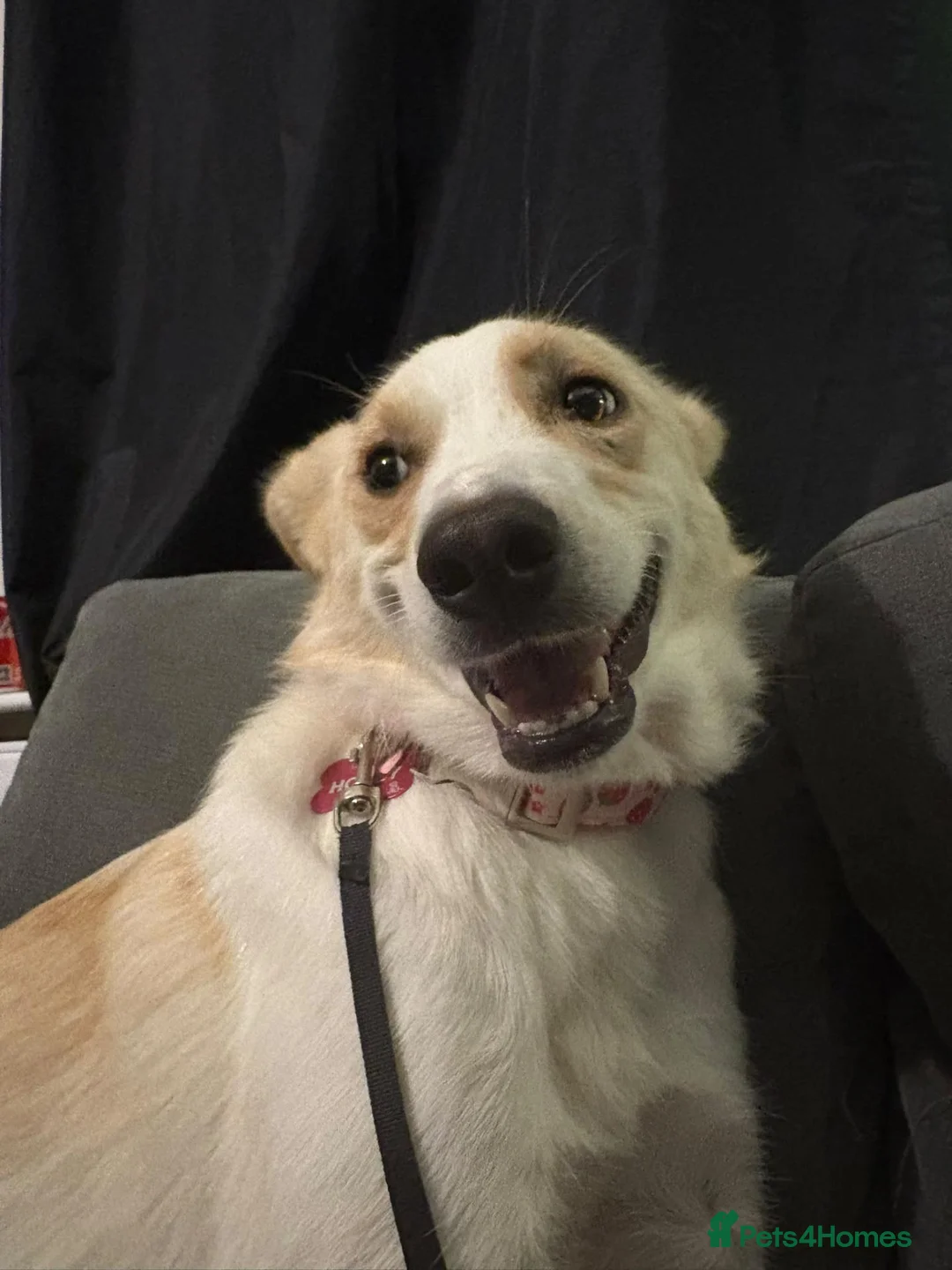 Mixed Breed dogs for sale:  🍯 Meet Honey A Girl with So Much Love to Give - Advert 2