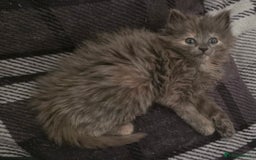 Nebelung cats for sale: Fluffy Nebelung mixed kittens for sale, last one - Advert 8