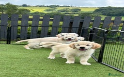 Golden Retriever dogs for sale: 🏆 Kc reg puppies health tested parents 🏆 - Image 6