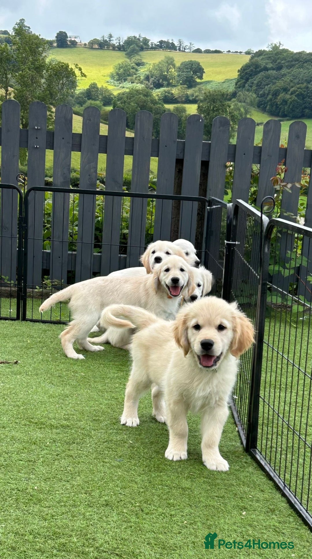 Golden Retriever dogs for sale: 🏆 Kc reg puppies health tested parents 🏆 - Image 6
