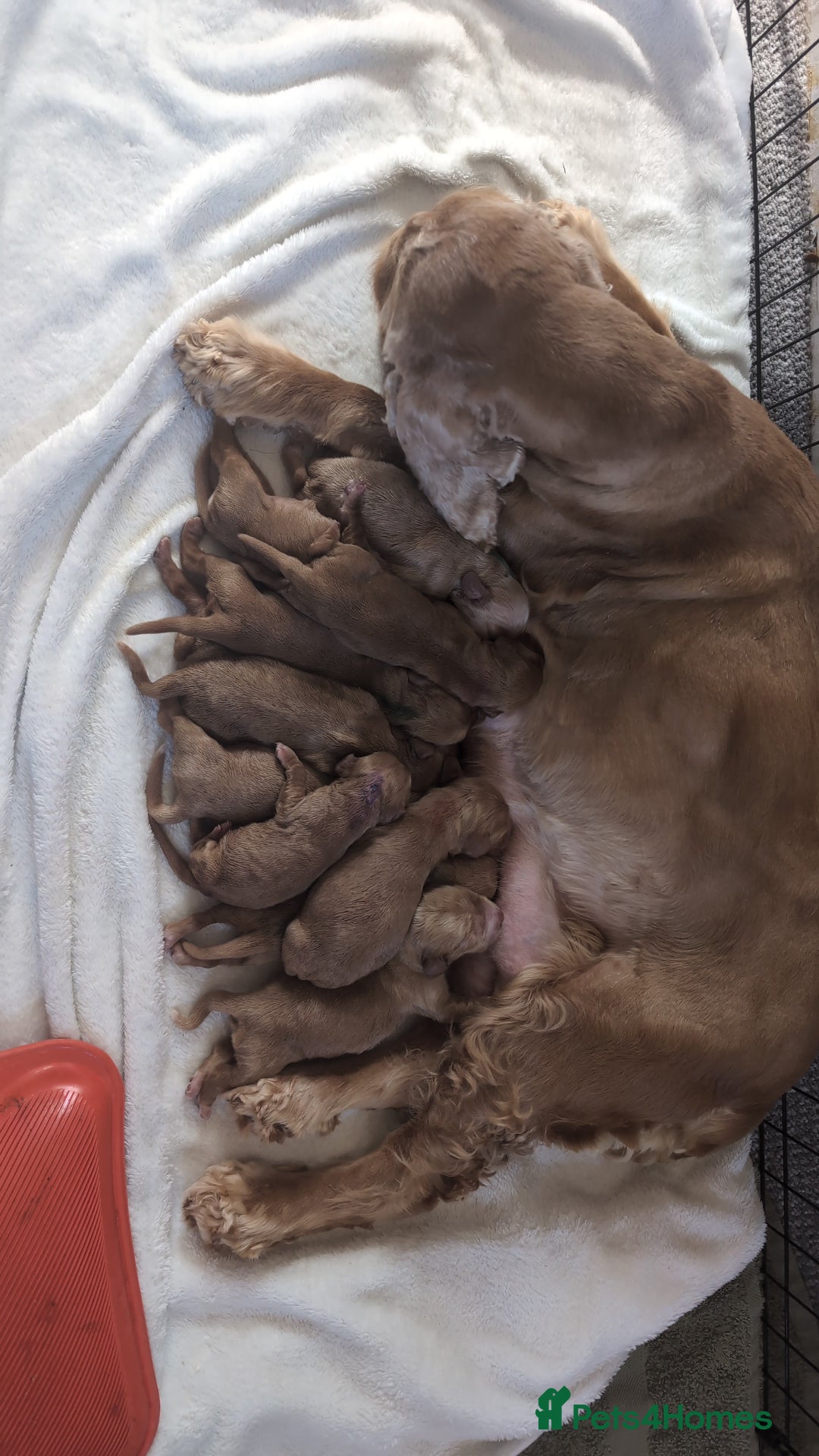 Cocker Spaniel dogs for sale: 🐾Pedigree Show cocker spaniel puppies🐾 - Image 28