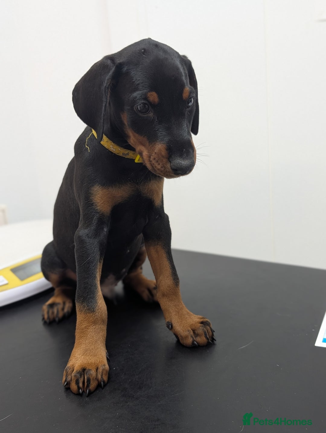 Dobermann dogs for sale: Doberman puppies "ready now" - Image 9