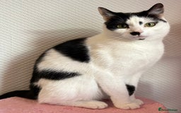 Domestic Shorthair cats for sale: 3 Year old cat for rehome - Image 1