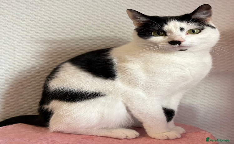 Domestic Shorthair cats - Advert 5