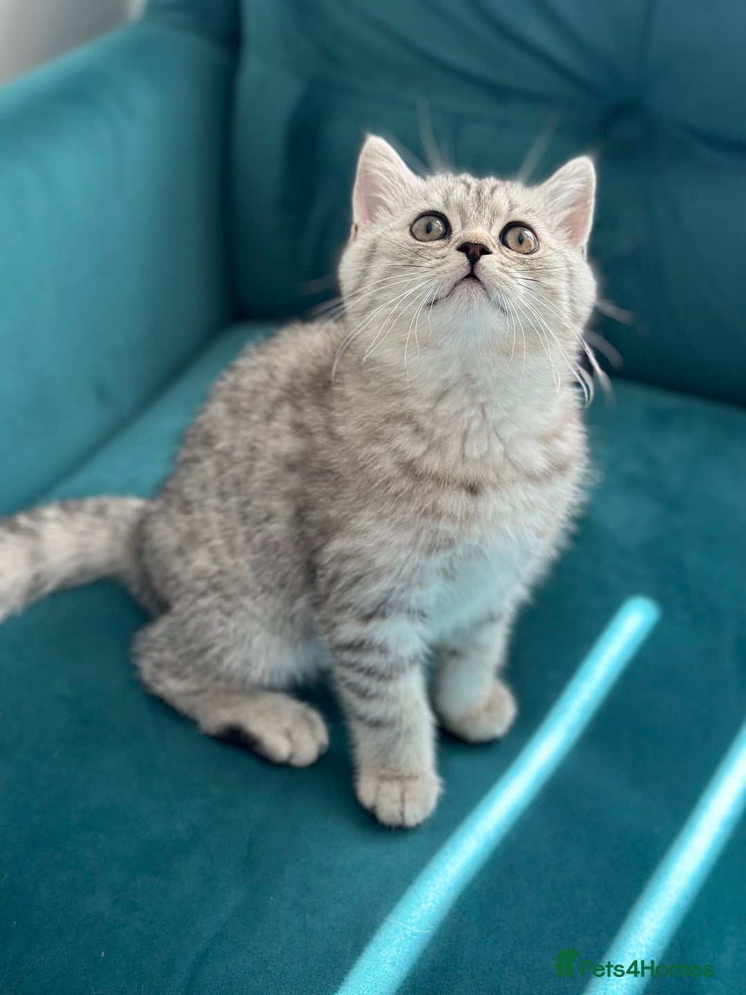 British Shorthair cats for sale: 😻Beautiful BSH Active GCF Kittens🌈 Ready Now! - Image 17
